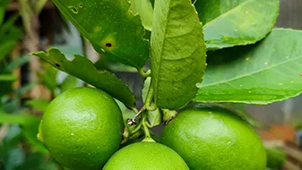 Lime (Citrus aurantifolia)