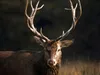 Red deer (Cervus elaphus)